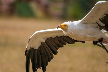 地面スレスレを飛ぶエジプトハゲワシの飛翔シーン