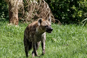 Velvet curtains Hyena hyena in the grass