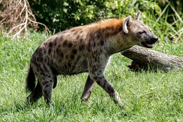 hyena in the grass
