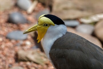 masked lapwing