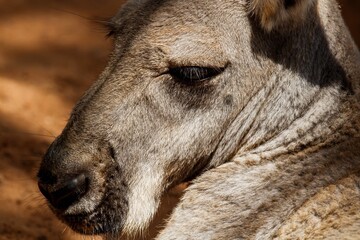 Fototapeta premium close up of a kangaroo
