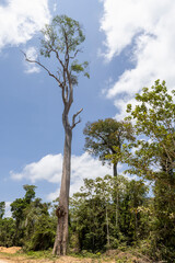 Huge tree at the famous earth road Transamazonica towards Santar&eacute;m through the Amazon rainforest in dry season in northern Brazil, South America