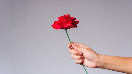 red rose in hand