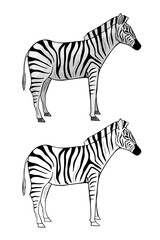 Fototapeta na wymiar Wild African Zebra, vector illustration