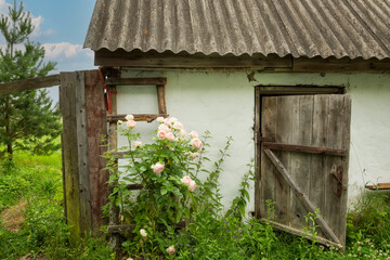 Fototapeta na wymiar Country yard with old barn and blooming roses.
