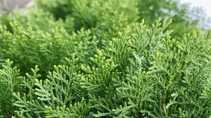 green grass background