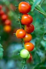 Many tomatoes growing on the fence in a green house