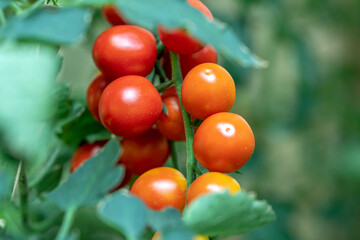 Many tomatoes growing on the fence in a green house