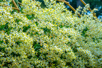 Dendrobium aphyllum orchids flowers bloom in spring lunar new year 2023 adorn the beauty of nature,...