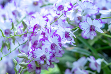Dendrobium aphyllum orchids flowers bloom in spring lunar new year 2023 adorn the beauty of nature, a rare wild orchid decorated in tropical gardens