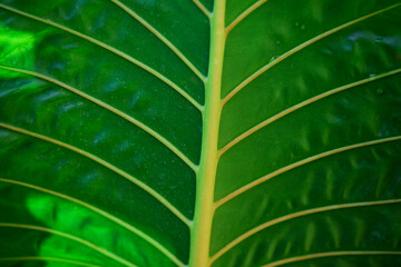 Close-up view of green leaf background
