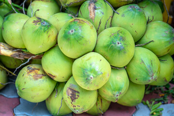 Fresh Coconut cluster for sale at the market, Vietnam fruits, specialties from Ben Tre