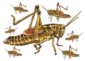 hand drawn  locust insecta color