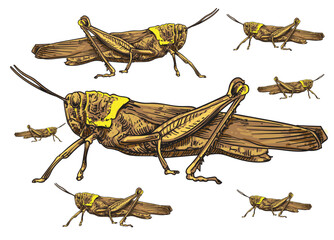 hand drawn  locust insecta color