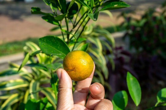 Calamondin is called by many names, including: calamonding, calamondin orange, calamansi, calamandarin, golden lime, kalamunding, kalamansi, Philippine lime, Panama orange, Chinese orange.