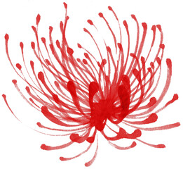 spider lily painting