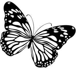 butterfly illustration