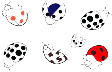 ladybug illustration