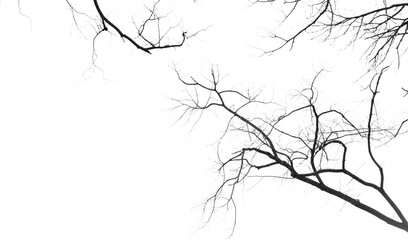 Looking up into sky from below at the canopy of creepy black branches and twigs on an old tree with...