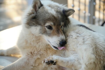 Dog lick, gnaw, sheep, scratch due to itching. from fungi, bacteria, yeast, along the crotch area of the toes Sometimes they even put it in their mouth. may cause various pathogens ingest
