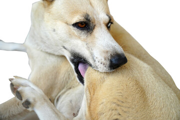 Dog lick, gnaw, sheep, scratch due to itching. from fungi, bacteria, yeast, along the crotch area of the toes Sometimes they even put it in their mouth. may cause various pathogens ingest