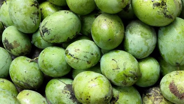 Pile of manalagi mango fruits. lots of ripe green mangoes, local mango fruit from Probolinggo and Situbondo Indonesia