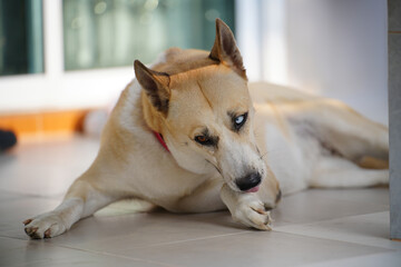 Dogs lick, gnaw, sheep, scratch due to itching. from fungi, bacteria, yeast, along the crotch area of the toes Sometimes they even put it in their mouth. may cause various pathogens ingest