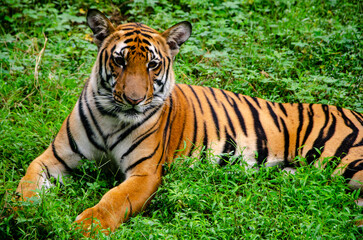 This is a photo of a tiger taken through a protective window at the zoo in Chongqing, China. In China, the tiger is an auspicious animal, symbolizing the aura of a king.