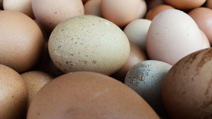 Close-up shot of chicken egg