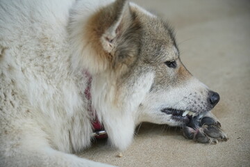 Dogs lick, gnaw, sheep, scratch due to itching. from fungi, bacteria, yeast, along the crotch area of the toes Sometimes they even put it in their mouth. may cause various pathogens ingest