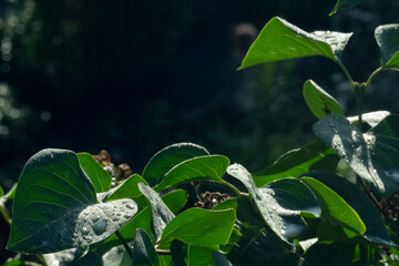 Fototapeta premium Rain drops on green leaves after sunrise