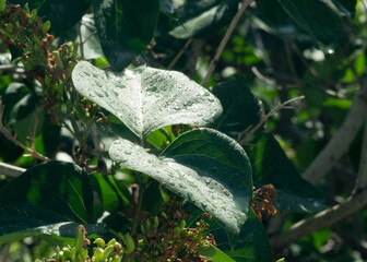 Raindrops shining under morning sunlight