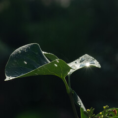 Raindrops shining under morning sunlight