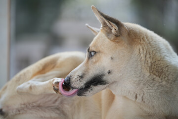 Dogs lick, gnaw, sheep, scratch due to itching. from fungi, bacteria, yeast, along the crotch area of the toes Sometimes they even put it in their mouth. may cause various pathogens ingest