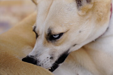 Dogs lick, gnaw, sheep, scratch due to itching. from fungi, bacteria, yeast, along the crotch area of the toes Sometimes they even put it in their mouth. may cause various pathogens ingest