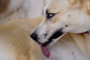 Dogs lick, gnaw, sheep, scratch due to itching. from fungi, bacteria, yeast, along the crotch area of the toes Sometimes they even put it in their mouth. may cause various pathogens ingest