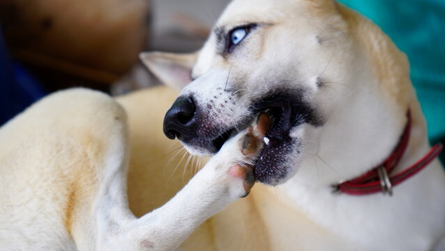 Dogs lick, gnaw, sheep, scratch due to itching. from fungi, bacteria, yeast, along the crotch area of the toes Sometimes they even put it in their mouth. may cause various pathogens ingest