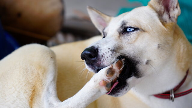 Dogs lick, gnaw, sheep, scratch due to itching. from fungi, bacteria, yeast, along the crotch area of the toes Sometimes they even put it in their mouth. may cause various pathogens ingest