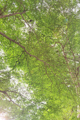 Landscape the big tree with nature background