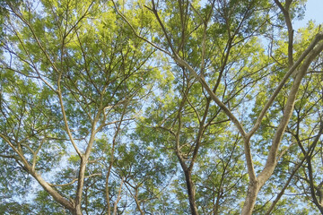 Landscape the big tree with nature background