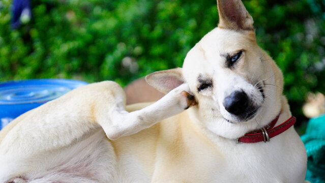 Dogs lick, gnaw, sheep, scratch due to itching. from fungi, bacteria, yeast, along the crotch area of the toes Sometimes they even put it in their mouth. may cause various pathogens ingest