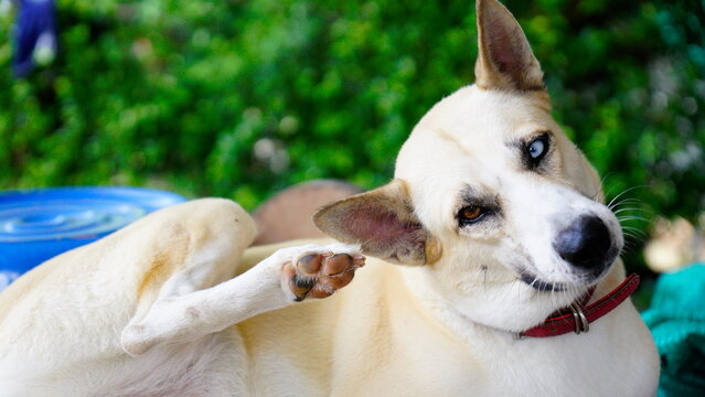 Dogs lick, gnaw, sheep, scratch due to itching. from fungi, bacteria, yeast, along the crotch area of the toes Sometimes they even put it in their mouth. may cause various pathogens ingest