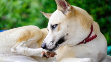Dogs lick, gnaw, sheep, scratch due to itching. from fungi, bacteria, yeast, along the crotch area of the toes Sometimes they even put it in their mouth. may cause various pathogens ingest