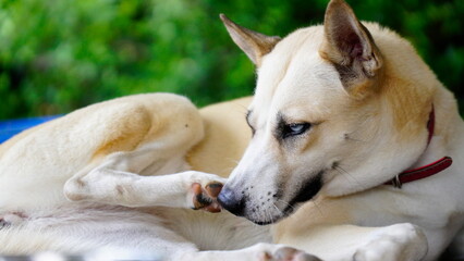Obraz premium Dogs lick, gnaw, sheep, scratch due to itching. from fungi, bacteria, yeast, along the crotch area of the toes Sometimes they even put it in their mouth. may cause various pathogens ingest