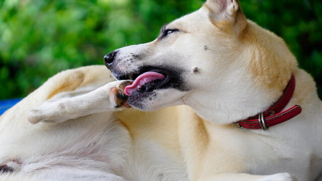 Dogs lick, gnaw, sheep, scratch due to itching. from fungi, bacteria, yeast, along the crotch area of the toes Sometimes they even put it in their mouth. may cause various pathogens ingest