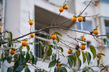 persimmons on the tree