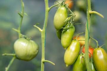 Red, ripe and green large tomatoes on a bush in a greenhouse. Tomatoes in a greenhouse. Plantation of tomatoes. Organic farming, growth of young tomato plants in a greenhouse.