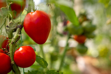 Red, ripe and green large tomatoes on a bush in a greenhouse. Tomatoes in a greenhouse. Plantation of tomatoes. Organic farming, growth of young tomato plants in a greenhouse.