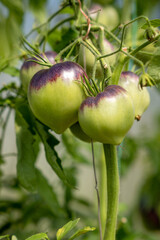 Red, ripe and green large tomatoes on a bush in a greenhouse. Tomatoes in a greenhouse. Plantation of tomatoes. Organic farming, growth of young tomato plants in a greenhouse.