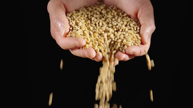 Ripe wheat grains texture. Harvesting and farming,pouring wheat grains by hand.